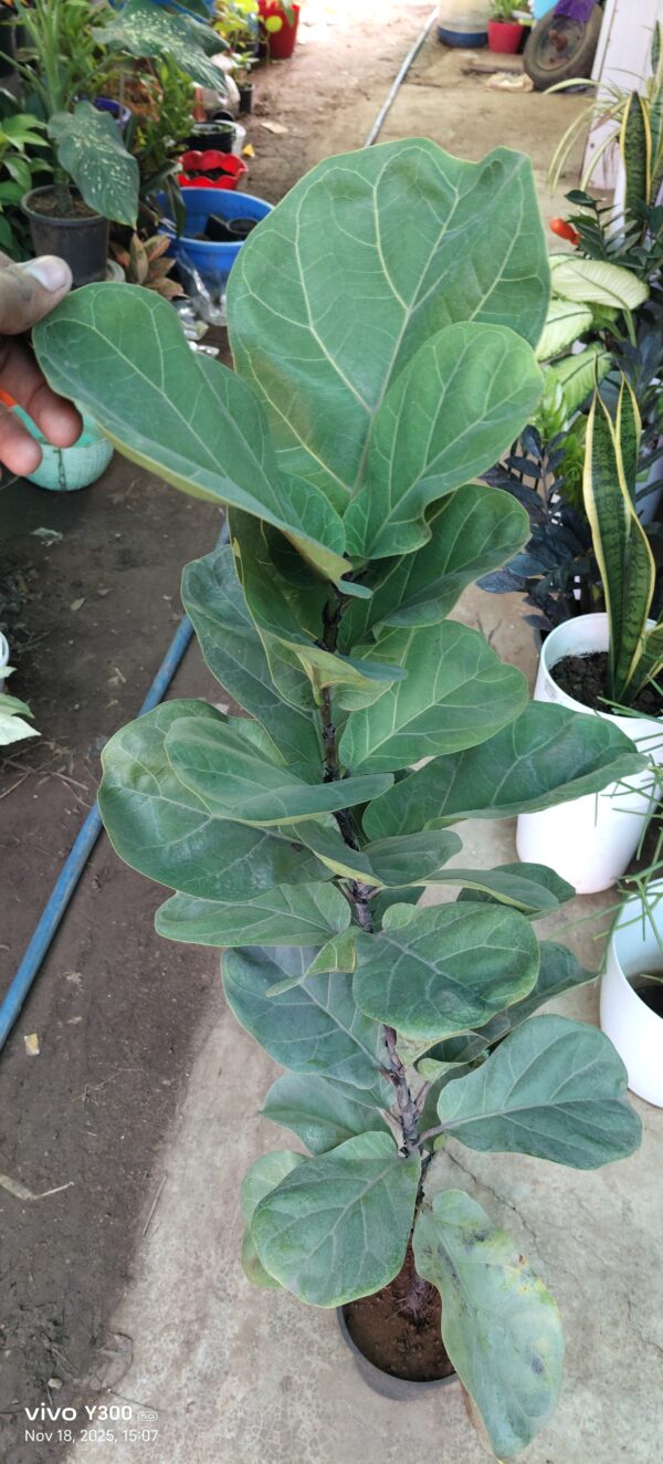 Fiddle-leaf fig