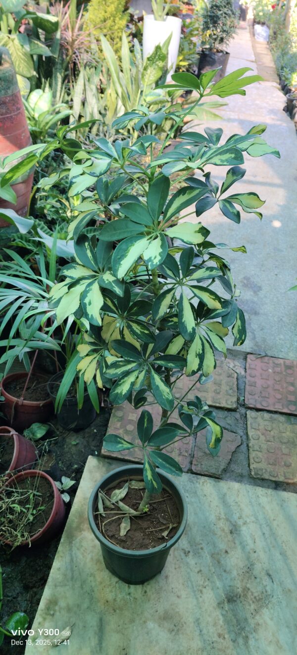 Shiplera plant