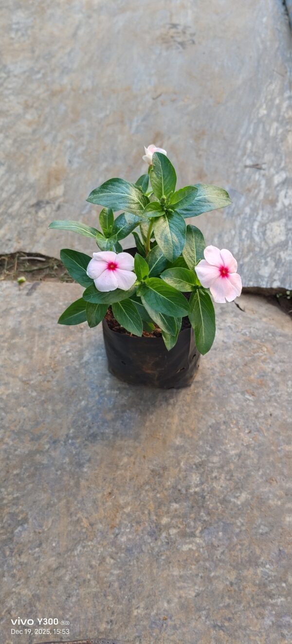 Sadabahar flowering plant