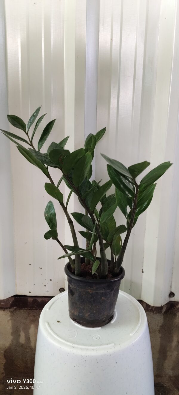 Green ZZ plant