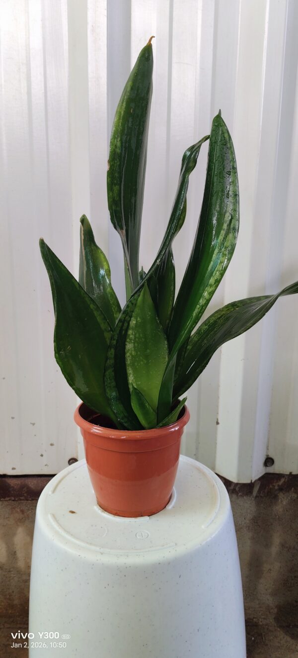 Green snake plant
