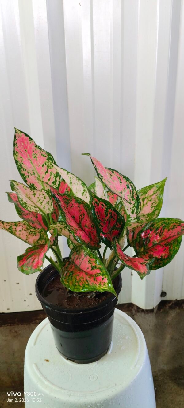 Red aglonima plant
