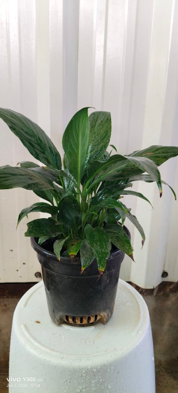 Peace Lily plant