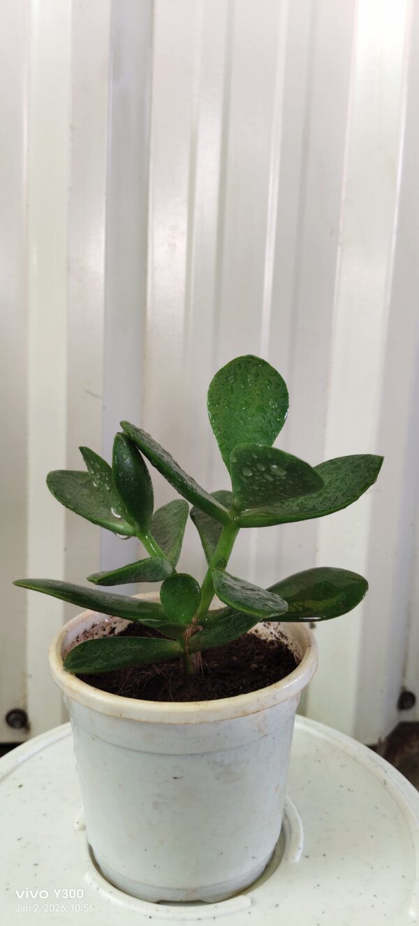 Crassula plant