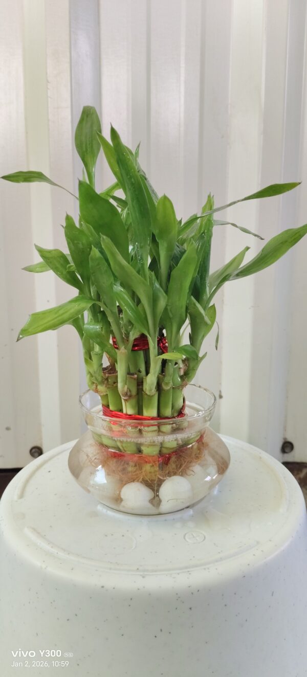 Lucky bamboo