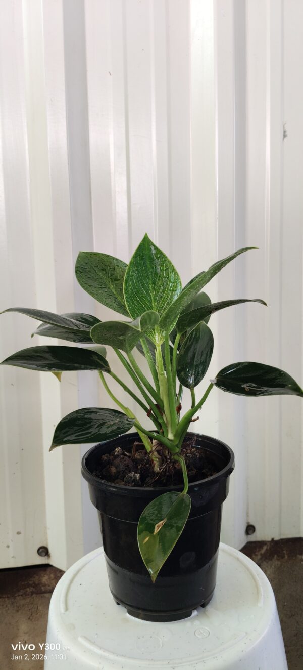 philodendron plant