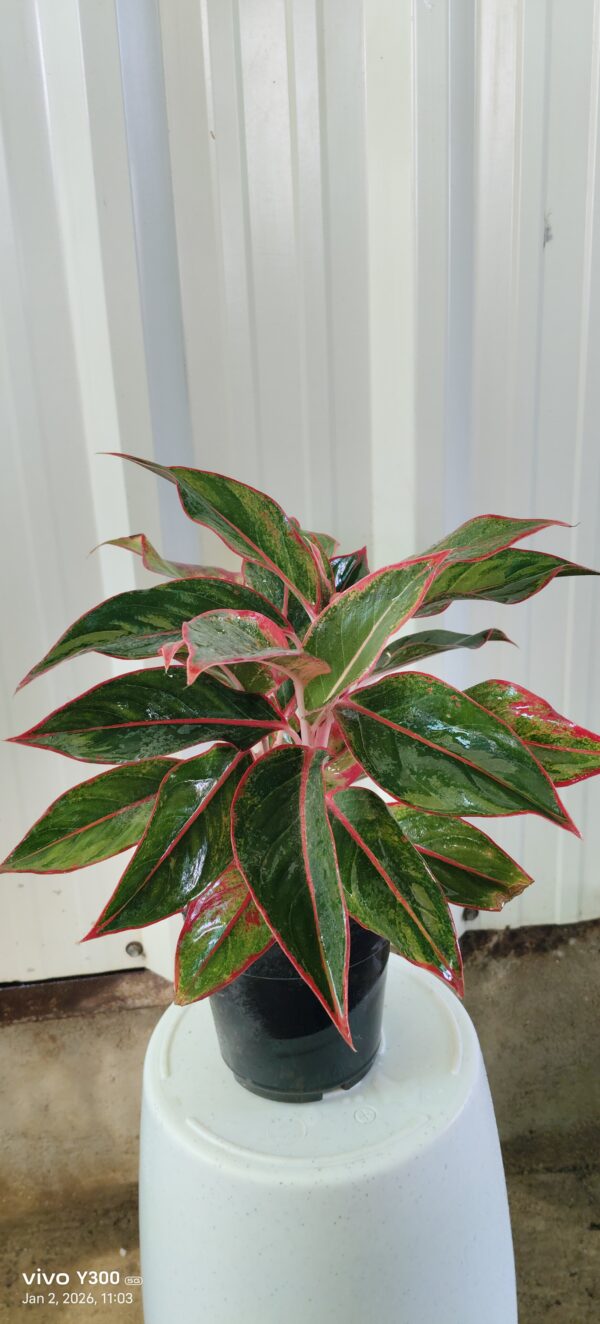 Lipstick palm plant
