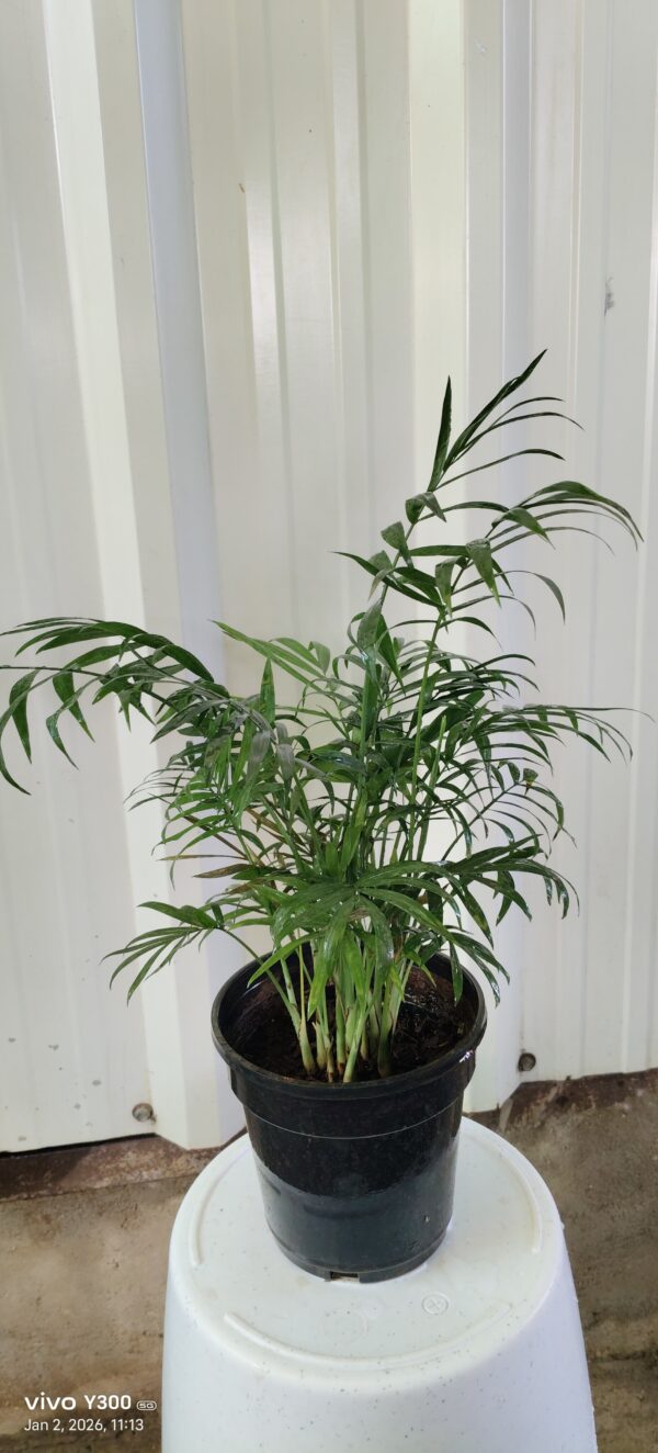 Mini table palm