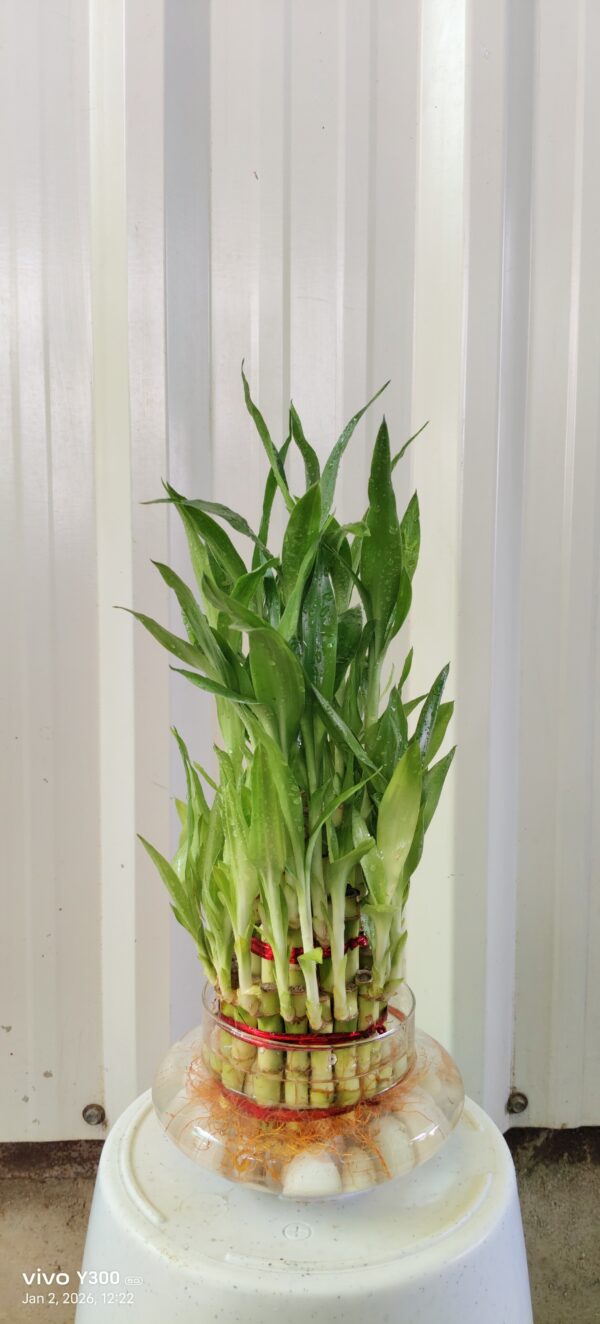 Lucky bamboo