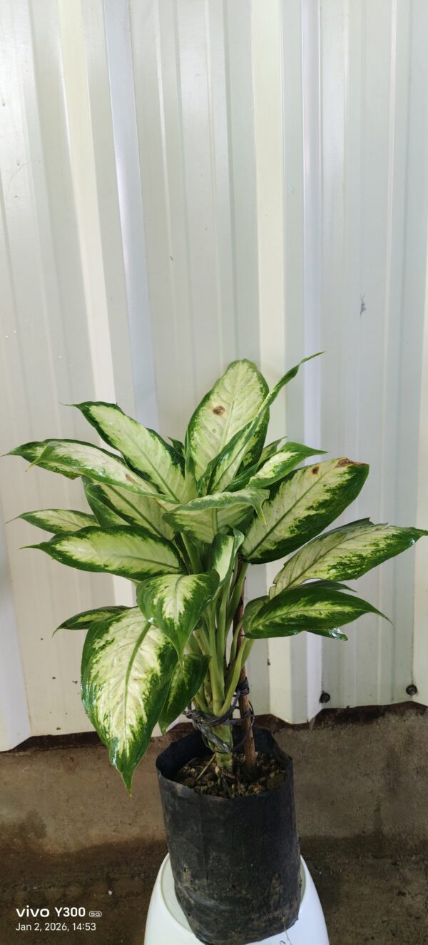 Dieffenbachia