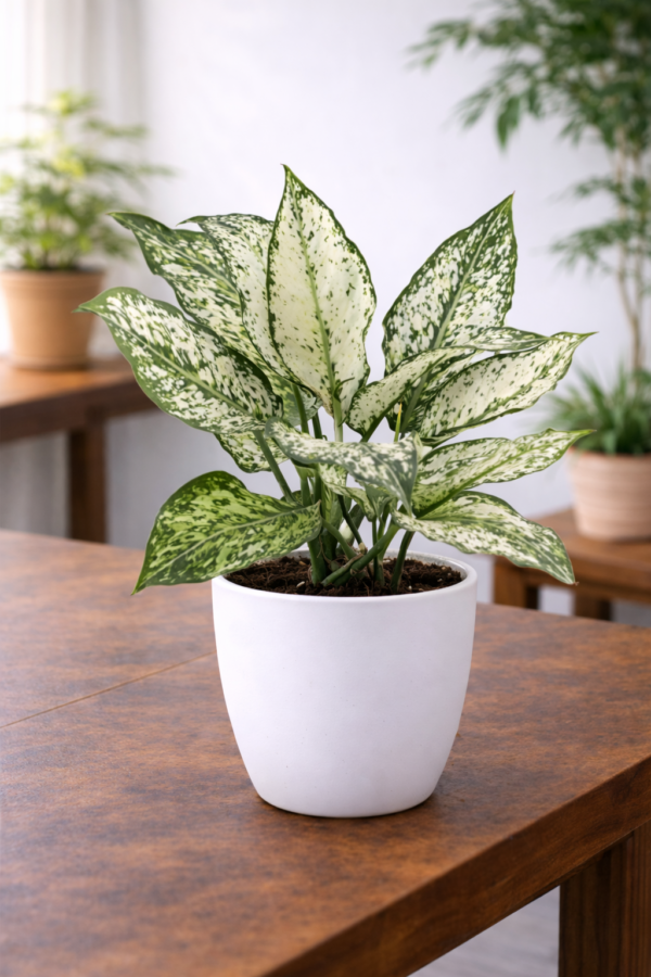 Aglaonema White