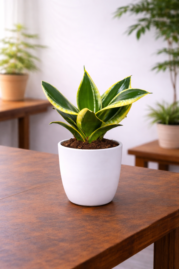 Table Snake Plant