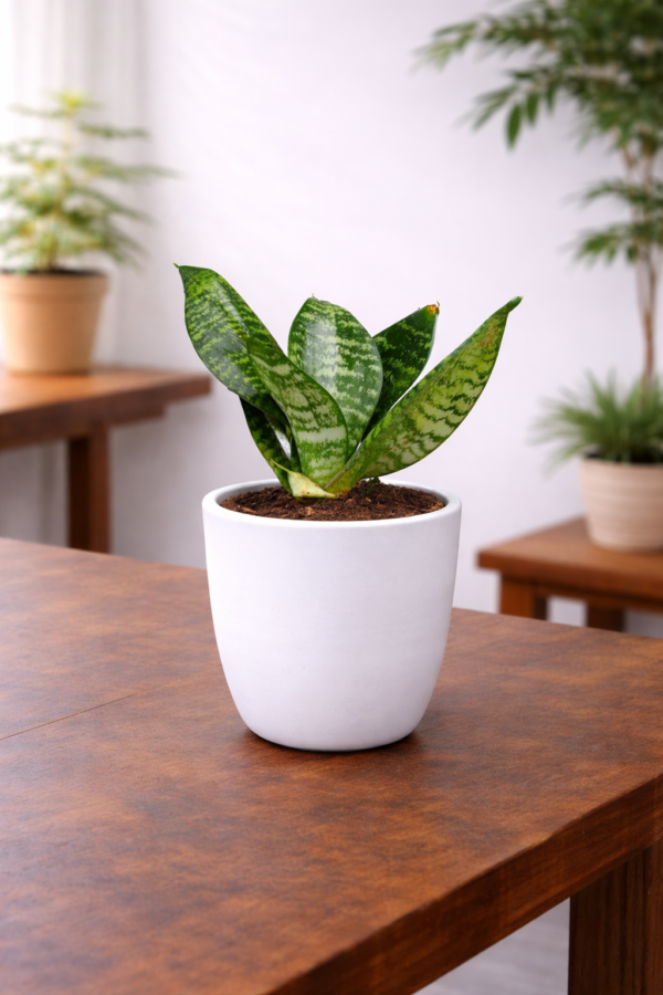 Table Snake Plant