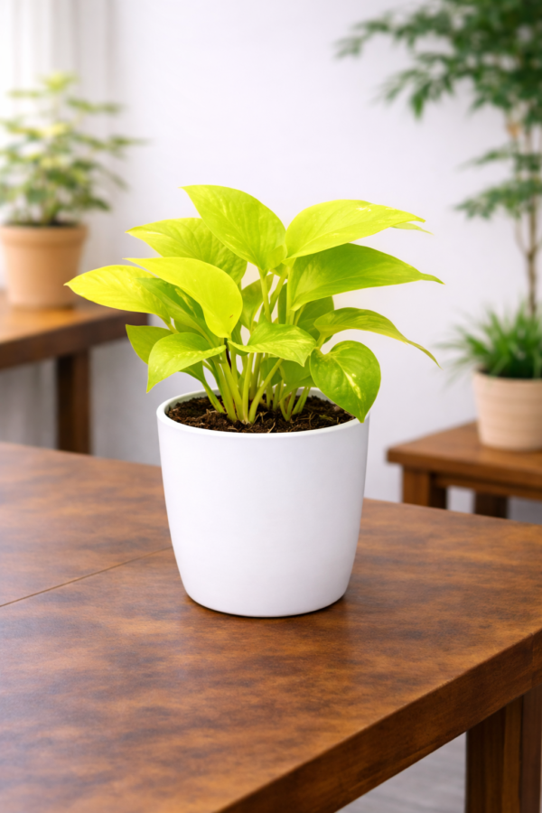 Golden Money Plant