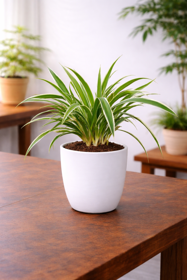 Table Spider Plant