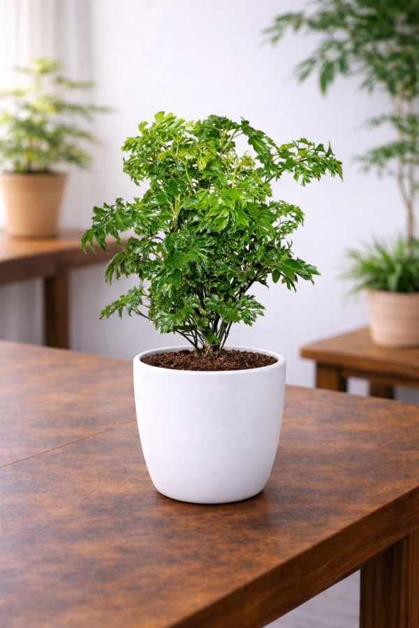 Parsley Aralia