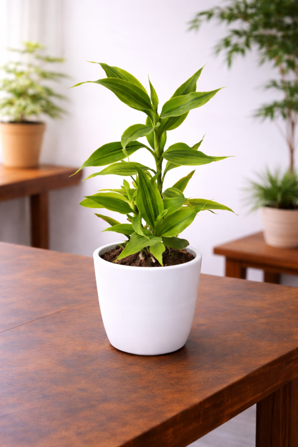 Golden Lucky Bamboo