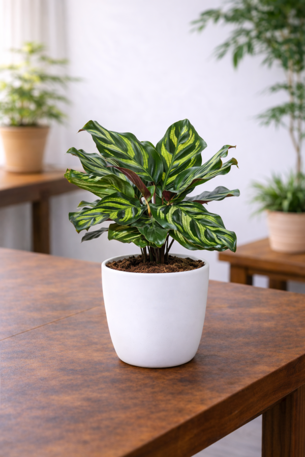 Lush Calathea plant with White Pot