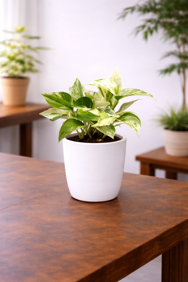 Marvel Money Plant