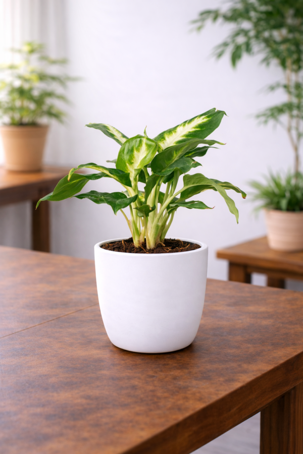 Dieffenbachia houseplant