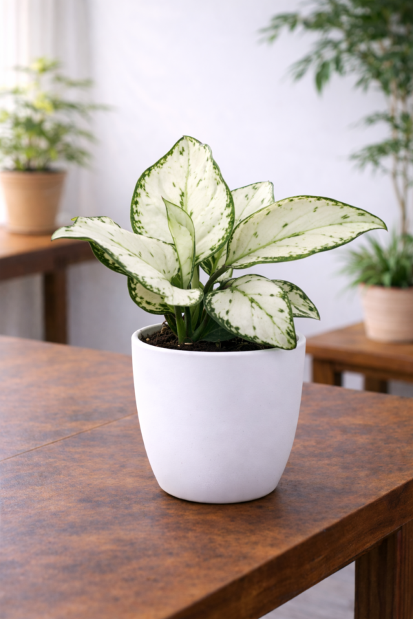 Aglaonema White