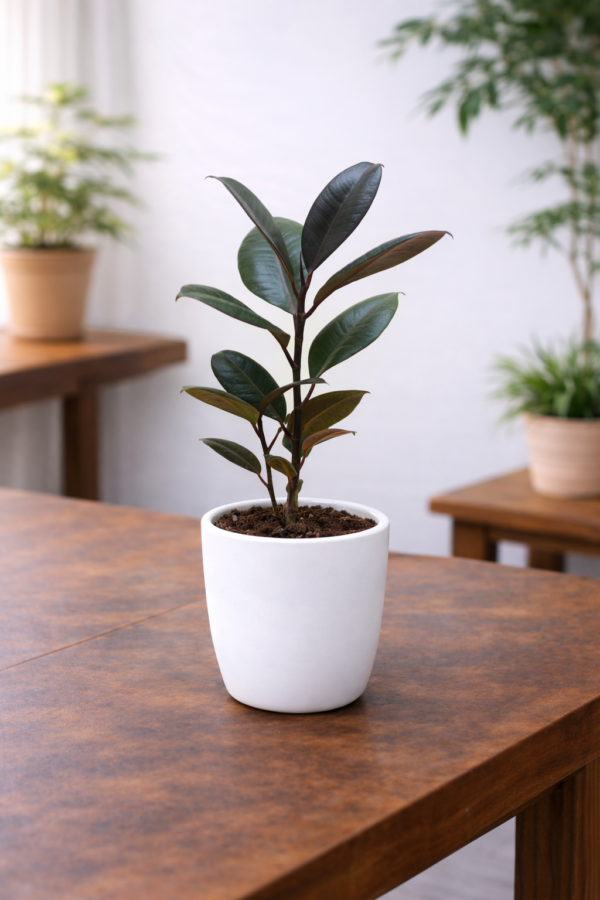 Black Rubber Plant