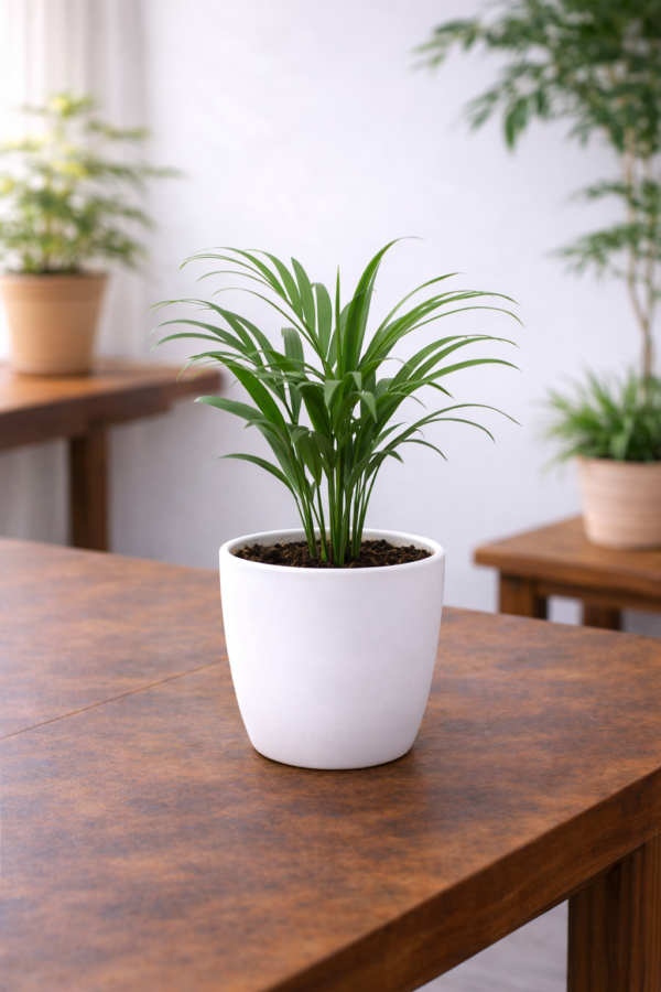 Areca Palm