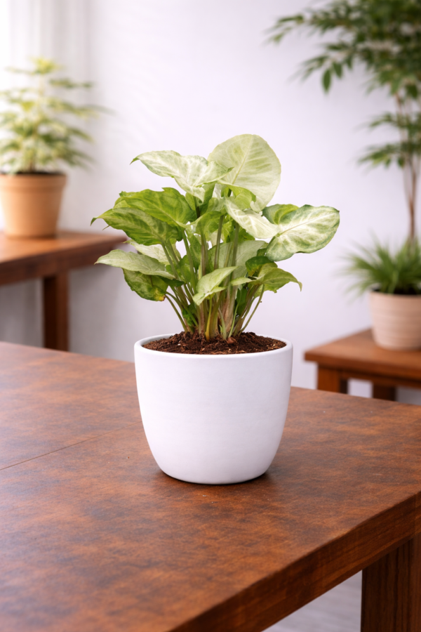 Syngonium White