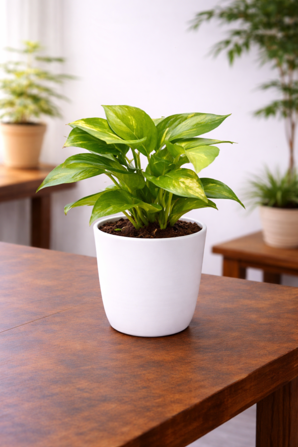 Green Money Plant