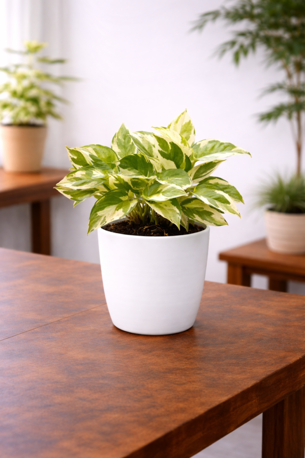 Marble Money Plant