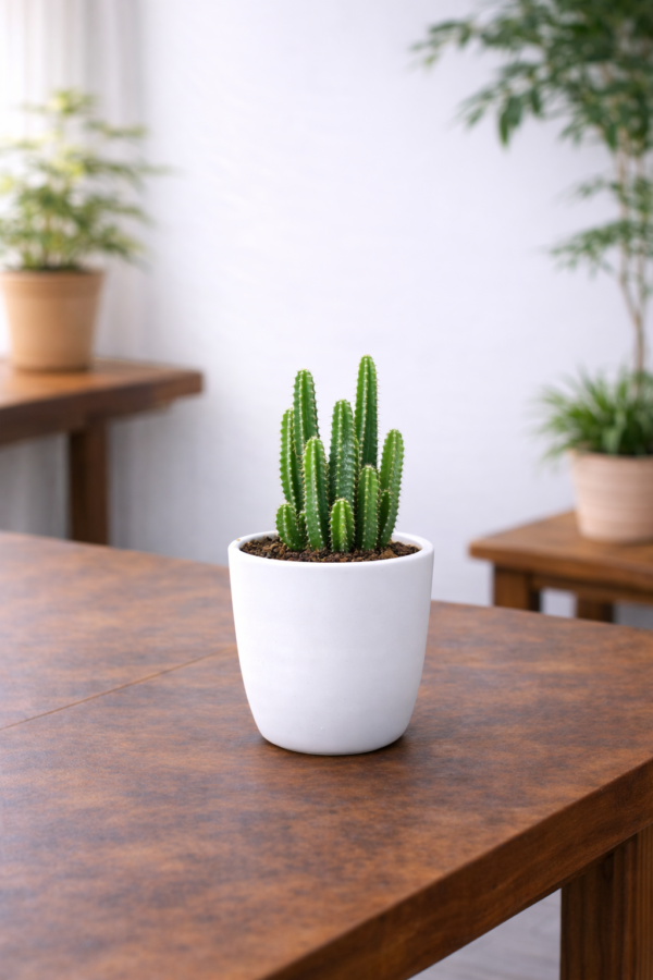 Fairy Castle Cactus