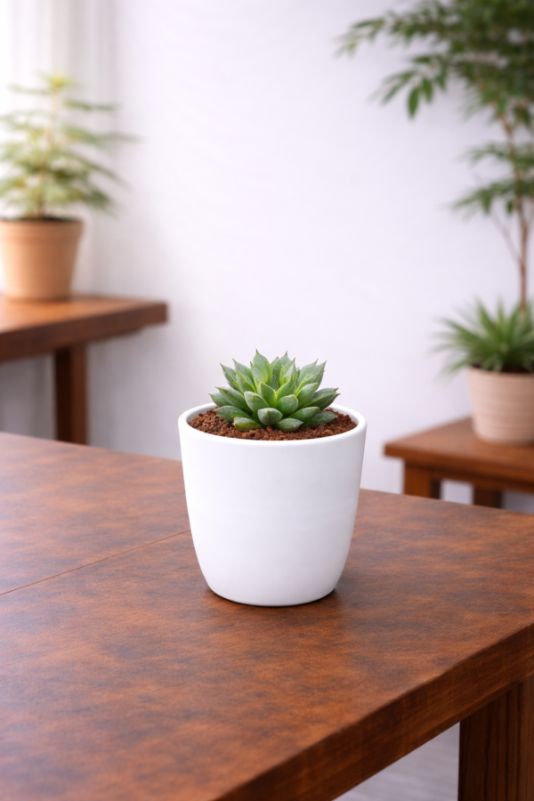 Echeveria succulent