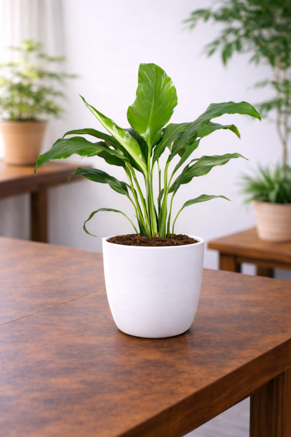 Table Peace Lily