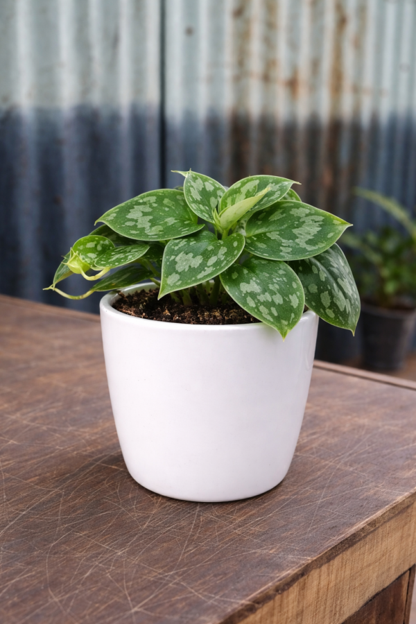 Silver Money Plant