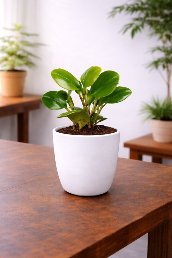 Pedpoudhe Peperomia