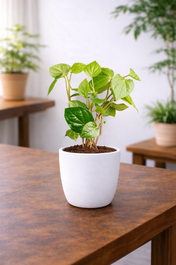 Betel Leaf Plant