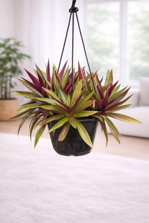 Rhoeo Spathacea