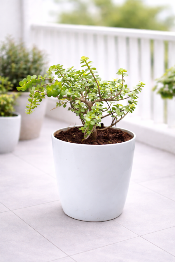 Jade Plant | L Size