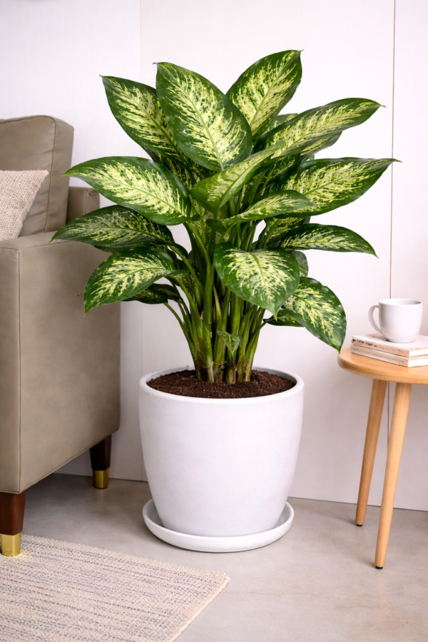 Dieffenbachia