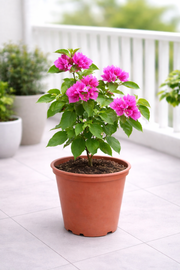 Bougainvillea