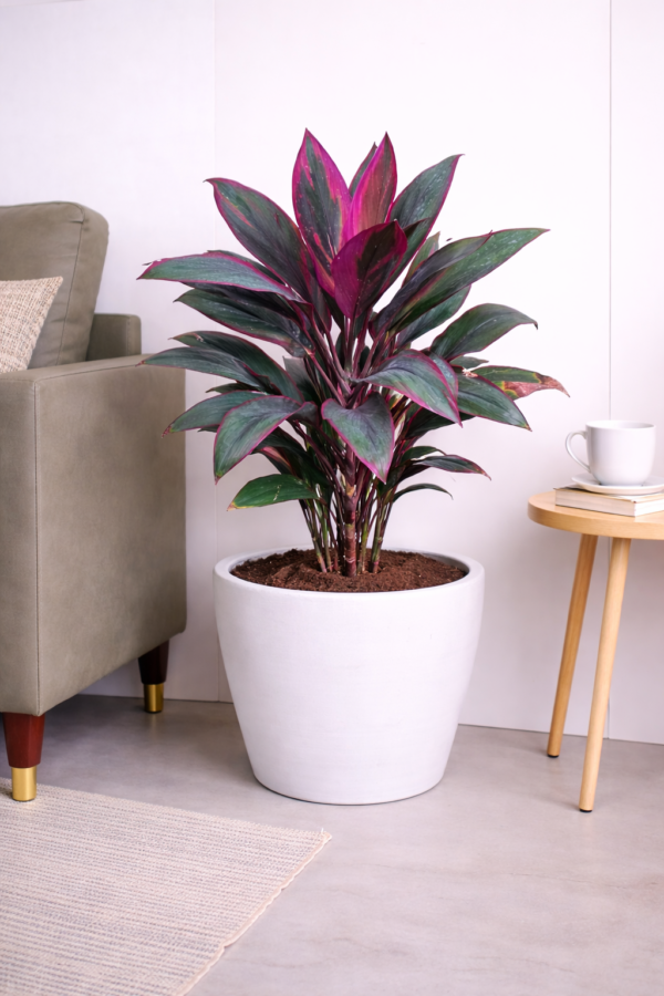 Red Dracaena