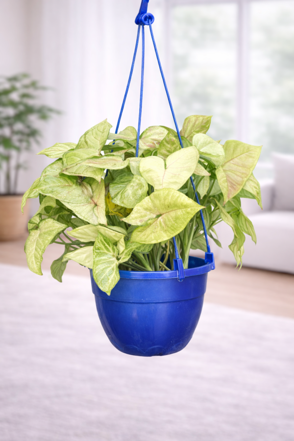Syngonium Plant