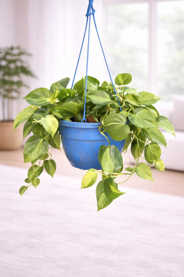 Pothos Plant