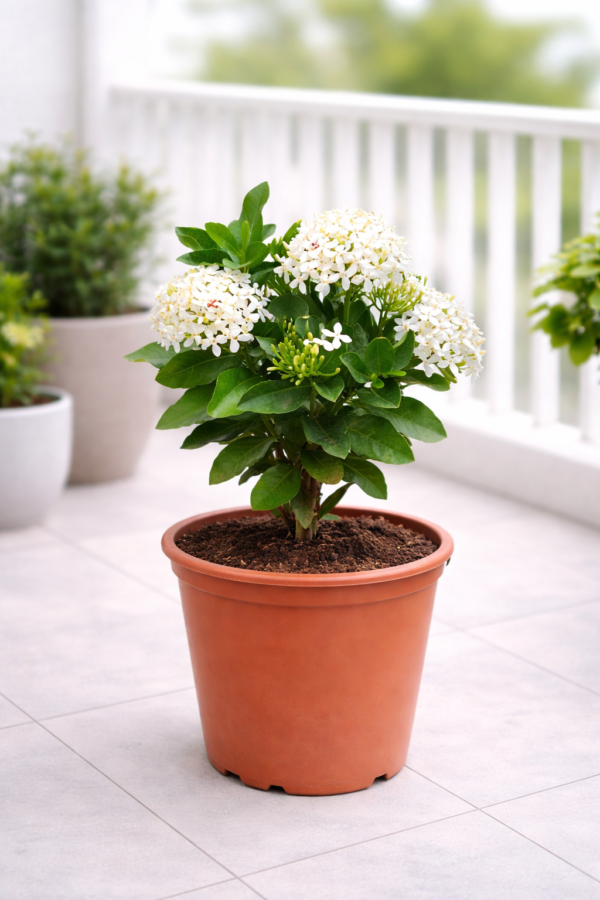 Ixora Plant
