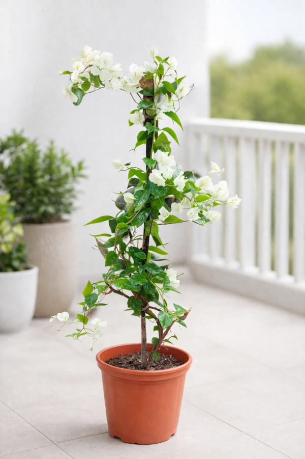 Bougnvillea White