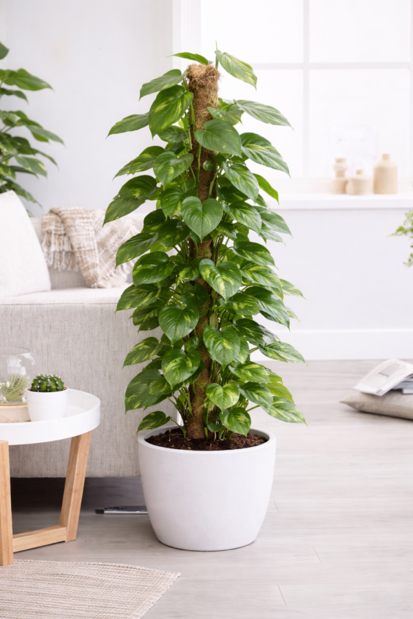 Pillar Money Plant