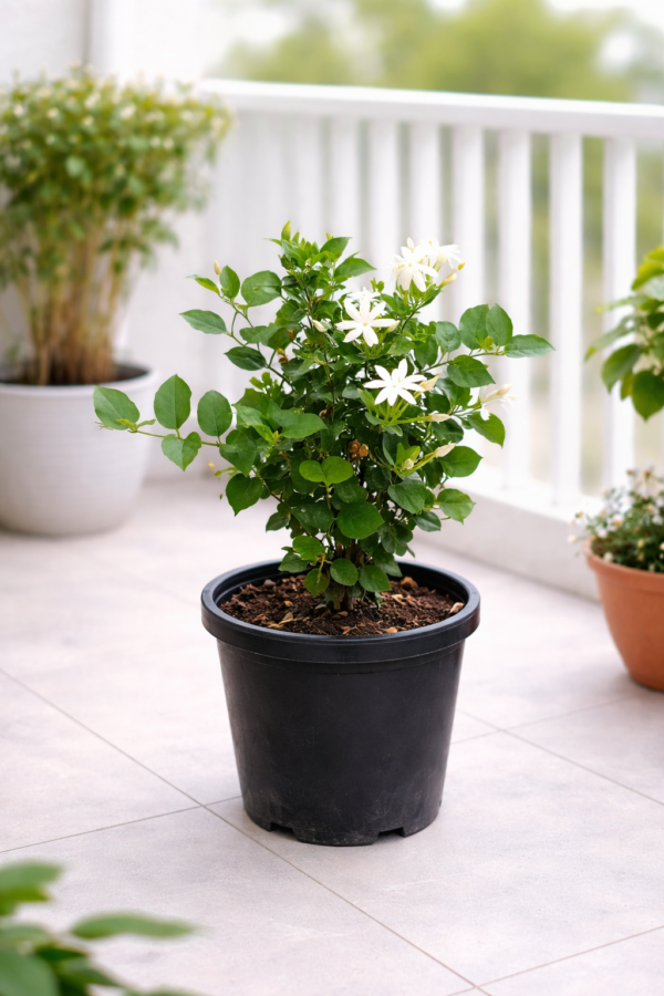 Mogra Jasmine