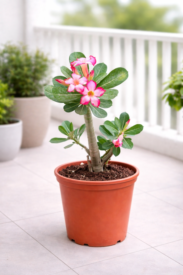 Adenium Plant