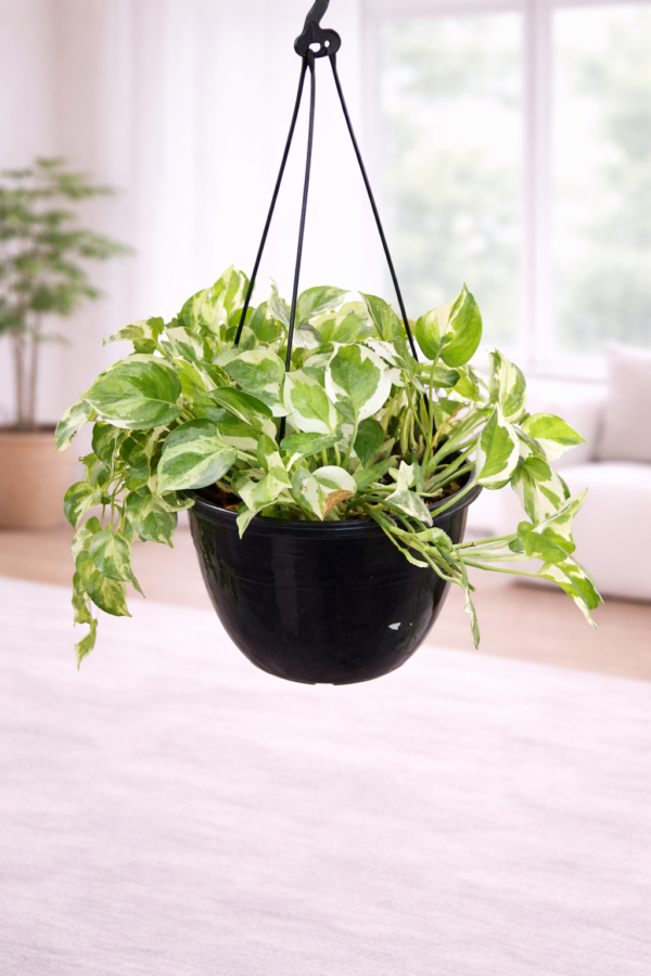 Marble Queen