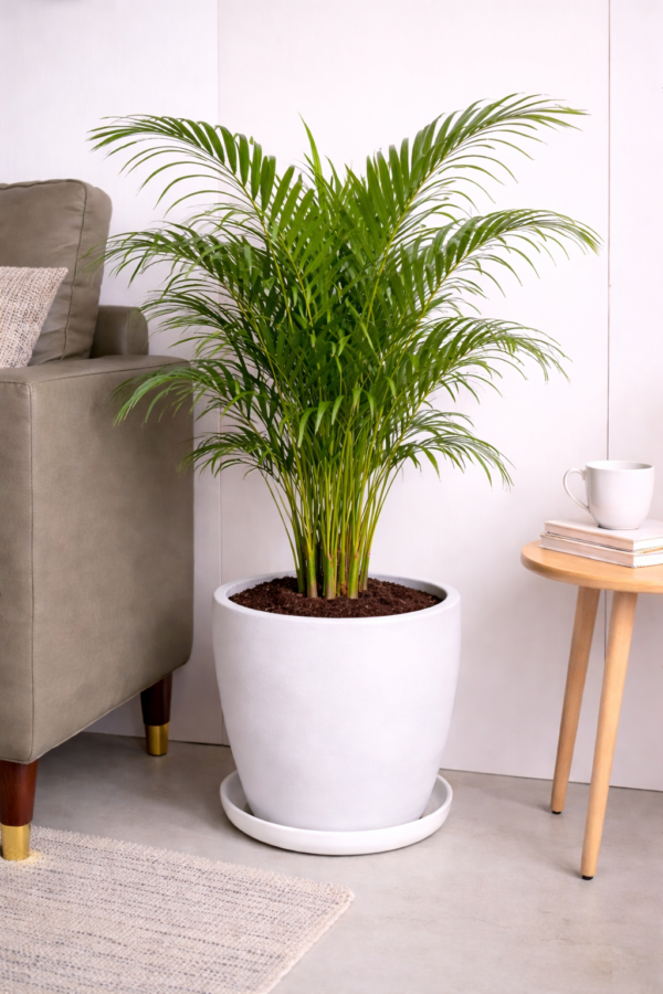 Areca Palm